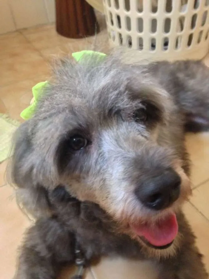 Cachorro ra a Vira lata idade 4 anos nome Hanna 