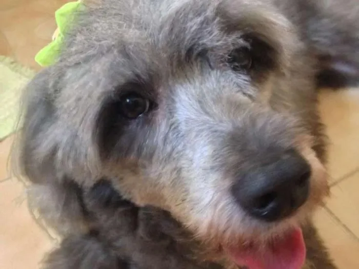 Cachorro ra a Vira lata idade 4 anos nome Hanna 