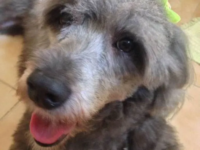 Cachorro ra a Vira lata idade 4 anos nome Hanna 