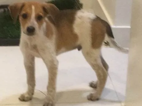Cachorro ra a Srd idade 2 a 6 meses nome Mandela