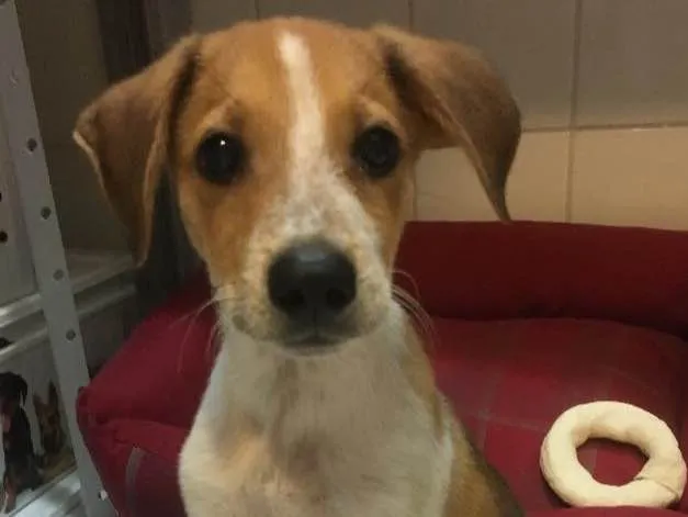 Cachorro ra a Srd idade 2 a 6 meses nome Mandela