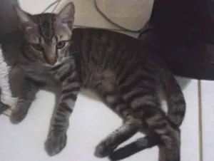 Gato raça  idade 1 ano nome Murilo