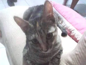 Gato raça  idade 1 ano nome Olivia