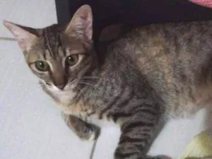 Gato raça  idade 1 ano nome Monica