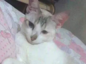Gato raça  idade 1 ano nome Juliana
