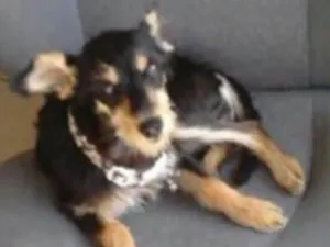 Cachorro raça Pinscher idade 7 a 11 meses nome Luna