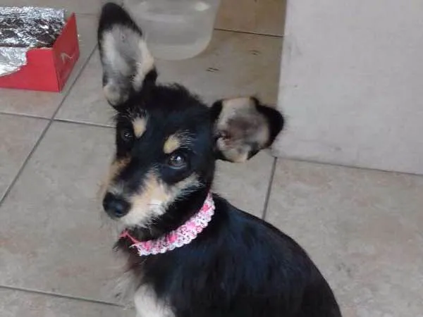 Cachorro ra a Pinscher idade 7 a 11 meses nome Luna
