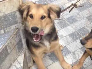 Cachorro raça Mestiço idade 2 a 6 meses nome KALEU