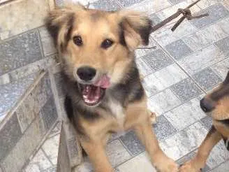 Cachorro ra a Mestiço idade 2 a 6 meses nome KALEU