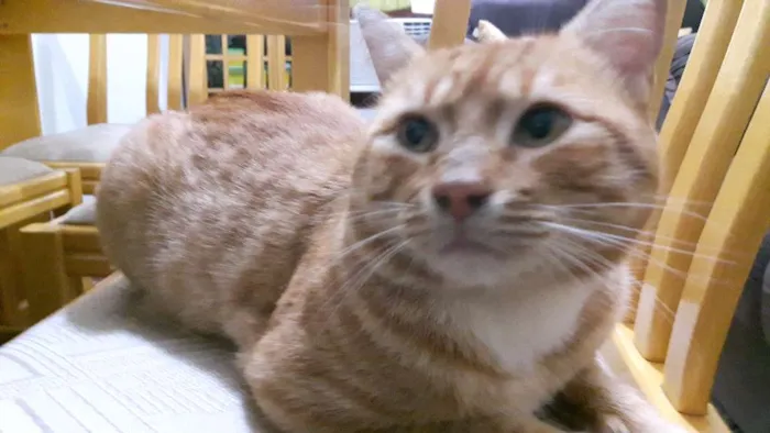 Gato ra a Indefinida idade 4 anos nome Miau