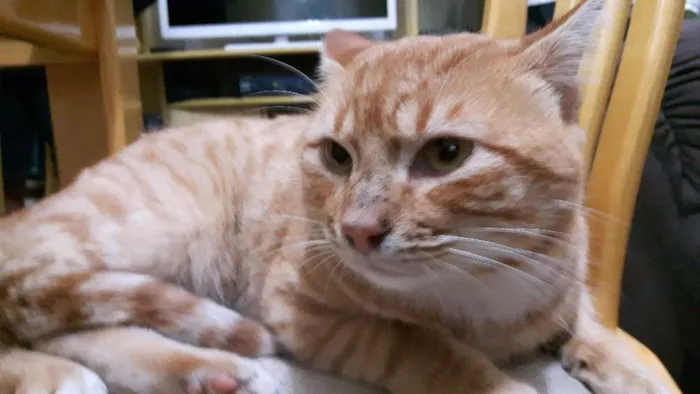 Gato ra a Indefinida idade 4 anos nome Miau