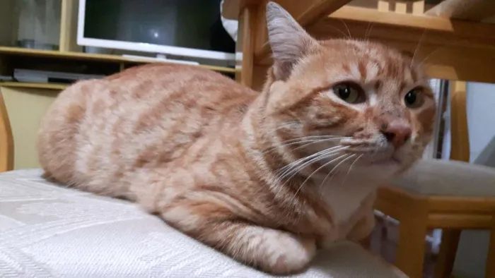 Gato ra a Indefinida idade 4 anos nome Miau