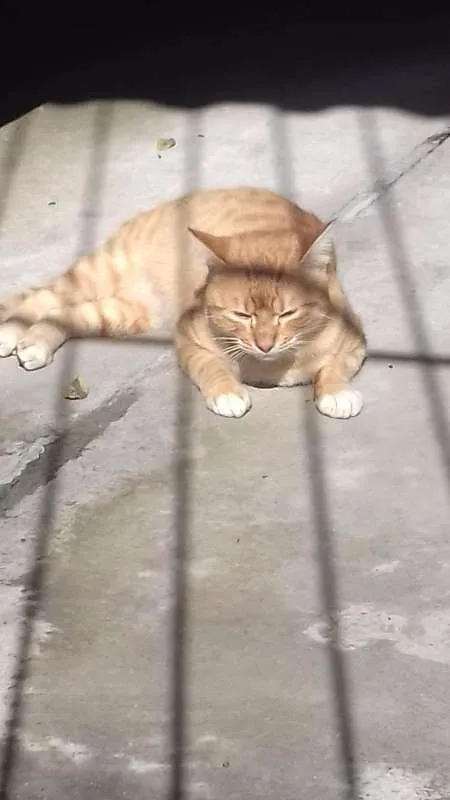 Gato ra a Indefinida idade 4 anos nome Miau