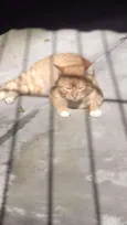 Miau