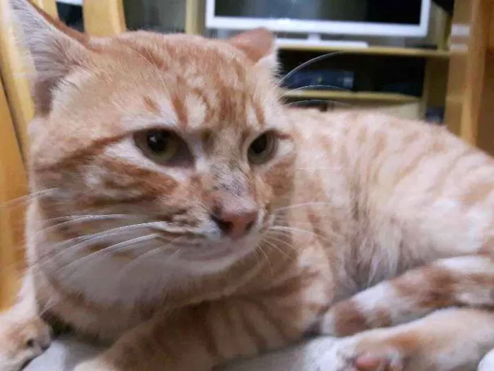 Gato ra a Indefinida idade 4 anos nome Miau