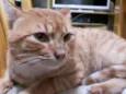 Miau