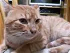Gato raça Indefinida idade 4 anos nome Miau
