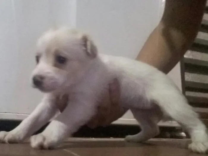 Cachorro raça pinscher misturado idade Abaixo de 2 meses nome filhotes de pinscher