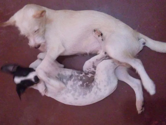 Cachorro raça Poodle e Vira Lata idade 7 a 11 meses nome Yashiro Nanakase e Misha