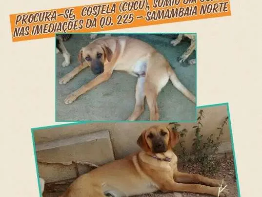 Cachorro ra a SRD idade 2 a 6 meses nome Costela (Cucu) GRATIFICA