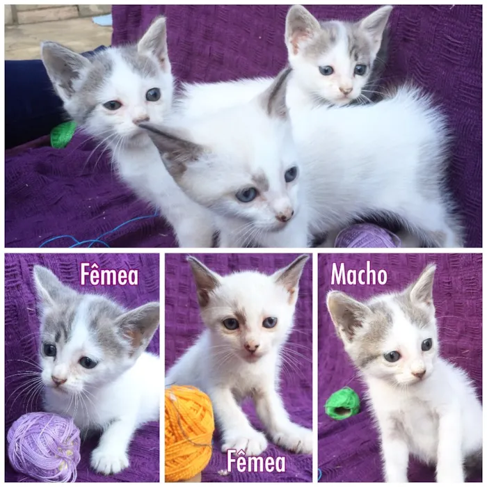 Gato ra a Raça própria  idade 2 a 6 meses nome Fofinhos
