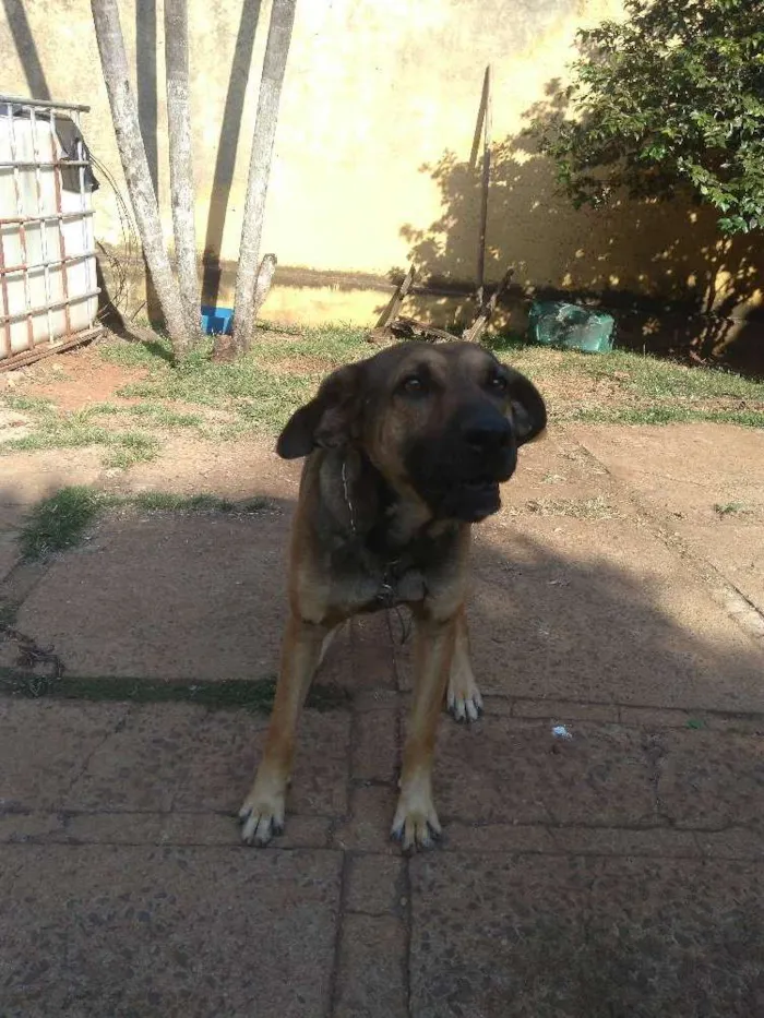 Cachorro ra a  idade 3 anos nome Jeremias