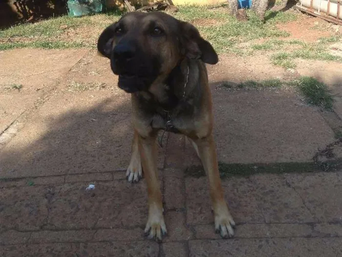 Cachorro ra a  idade 3 anos nome Jeremias