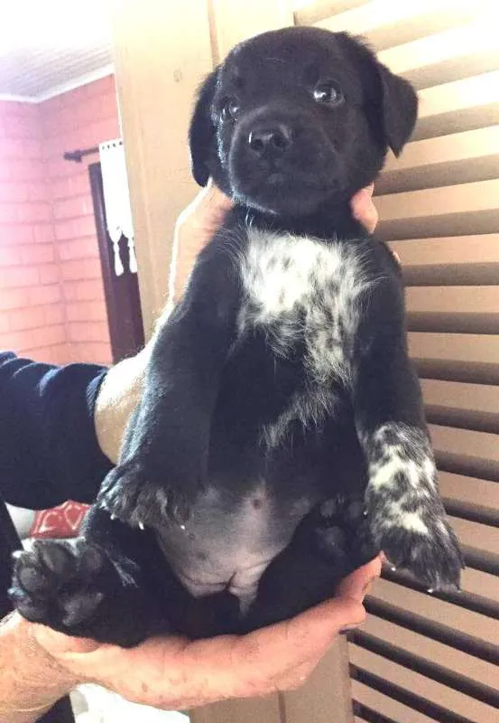 Cachorro ra a SRD idade Abaixo de 2 meses nome Sem nome