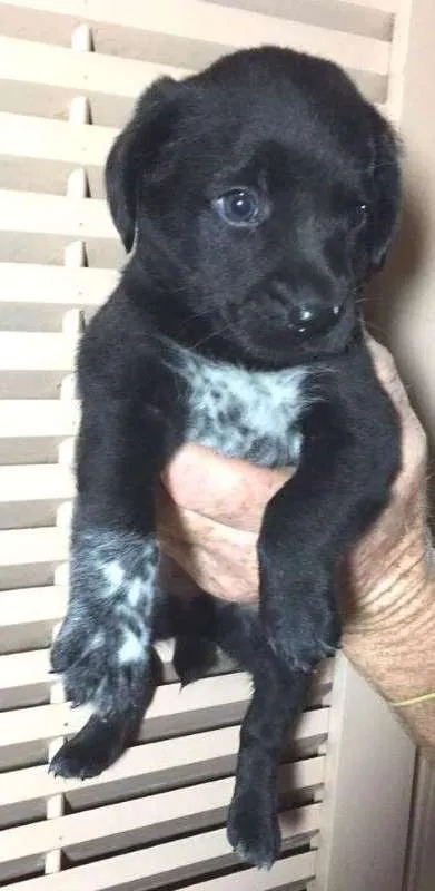 Cachorro ra a SRD idade Abaixo de 2 meses nome Sem nome