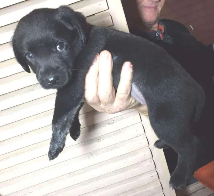 Cachorro ra a SRD idade Abaixo de 2 meses nome Sem nome