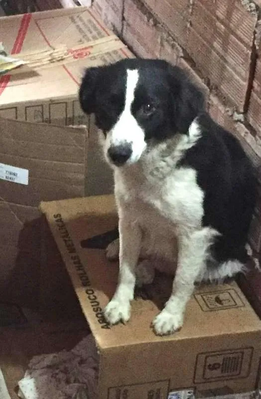 Cachorro ra a SRD idade Abaixo de 2 meses nome Sem nome