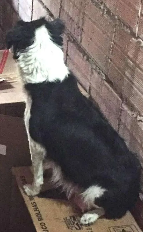 Cachorro ra a SRD idade Abaixo de 2 meses nome Sem nome