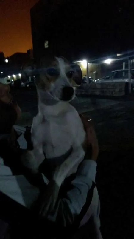 Cachorro ra a vira lata idade Abaixo de 2 meses nome Mel