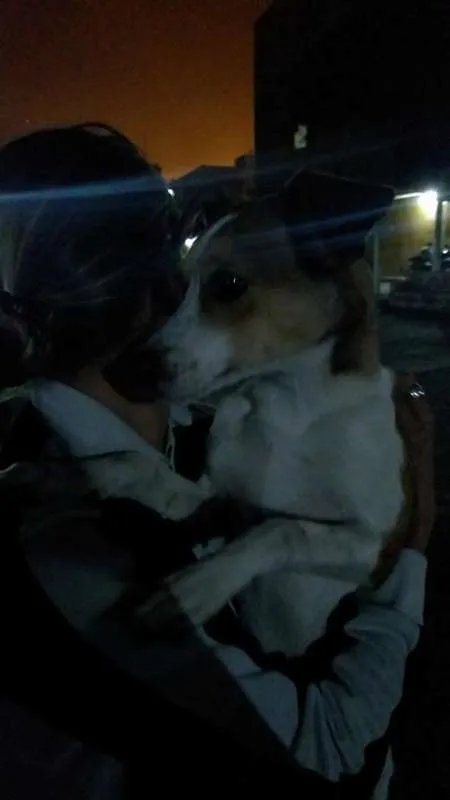 Cachorro ra a vira lata idade Abaixo de 2 meses nome Mel