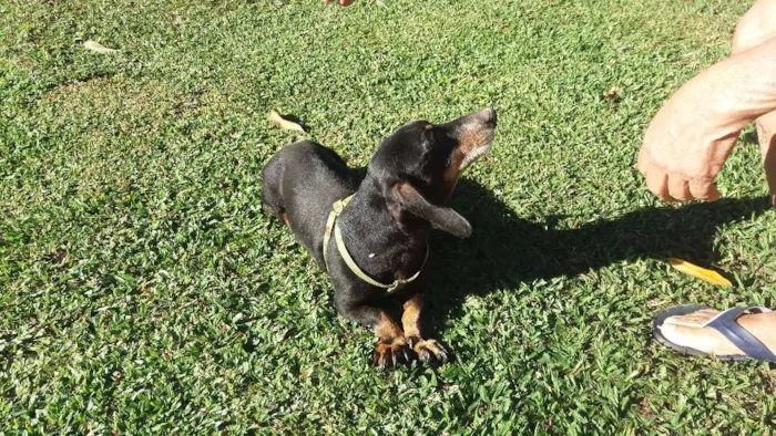 Cachorro raça Basset-Cofap idade 2 anos nome nao tem