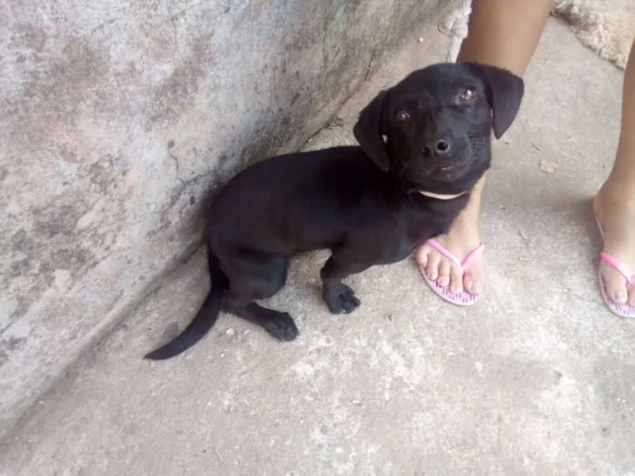 Cachorro ra a Vira Lata idade 7 a 11 meses nome Luna