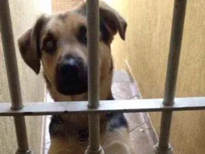 Cachorro raça Vira-lata idade 1 ano nome Balu GRATIFICA