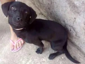 Cachorro raça Vira Lata idade 7 a 11 meses nome Luna