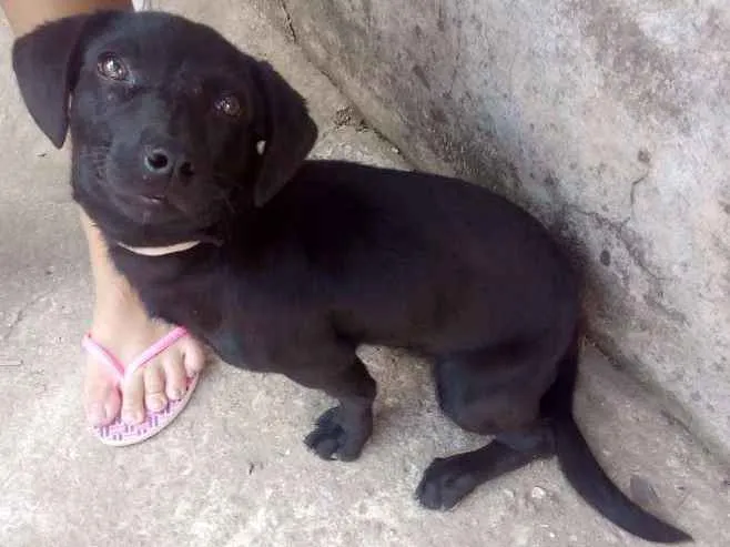 Cachorro ra a Vira Lata idade 7 a 11 meses nome Luna