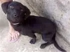 Cachorro raça Vira Lata idade 7 a 11 meses nome Luna