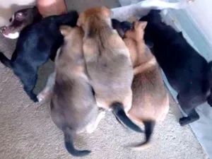 Cachorro raça Indefinida idade 2 a 6 meses nome Sem nomes