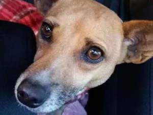 Cachorro raça Srd idade 1 ano nome Amora