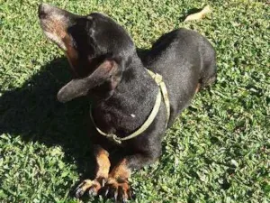 Cachorro raça Basset-Cofap idade 2 anos nome nao tem