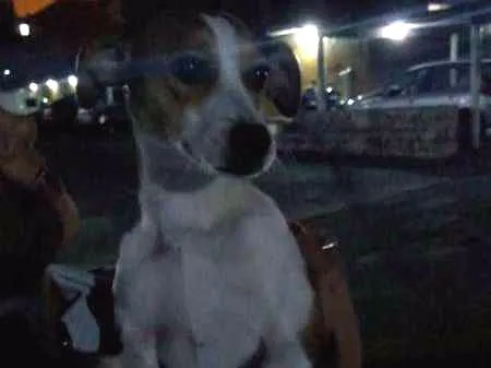 Cachorro ra a vira lata idade Abaixo de 2 meses nome Mel