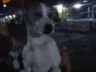 Cachorro raça vira lata idade Abaixo de 2 meses nome Mel