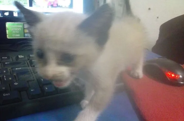 Gato ra a não sei idade Abaixo de 2 meses nome sem nome