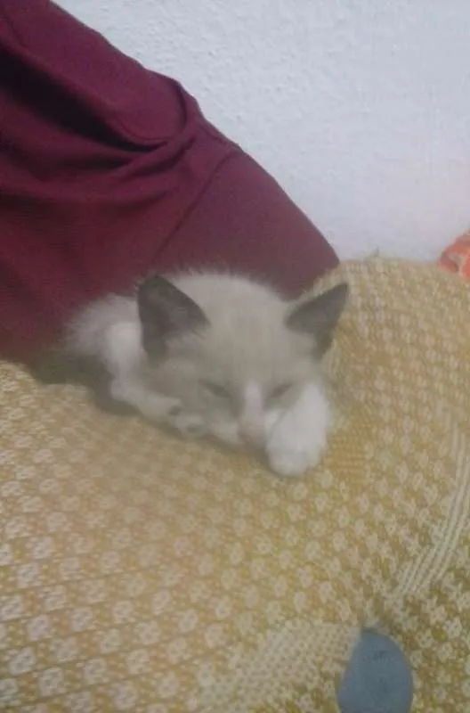 Gato ra a não sei idade Abaixo de 2 meses nome sem nome