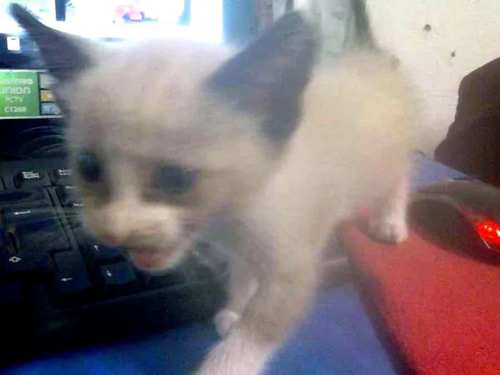 Gato ra a não sei idade Abaixo de 2 meses nome sem nome