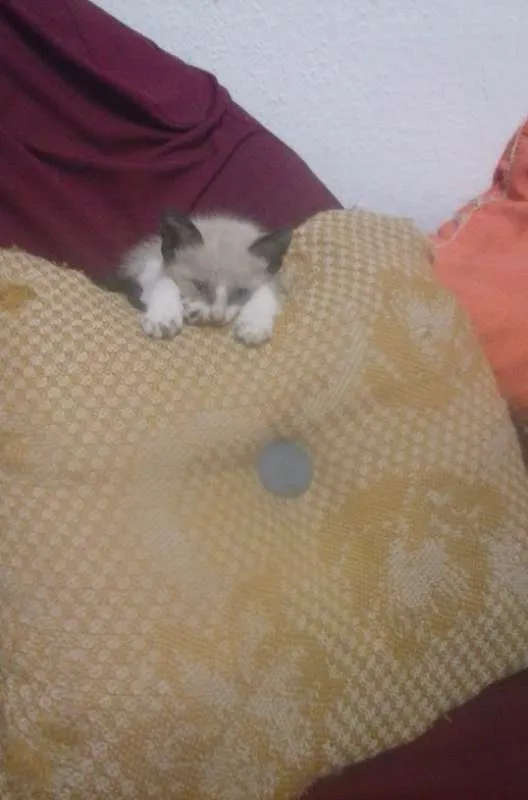 Gato ra a não sei idade Abaixo de 2 meses nome sem nome