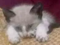 Gato ra a não sei idade Abaixo de 2 meses nome sem nome